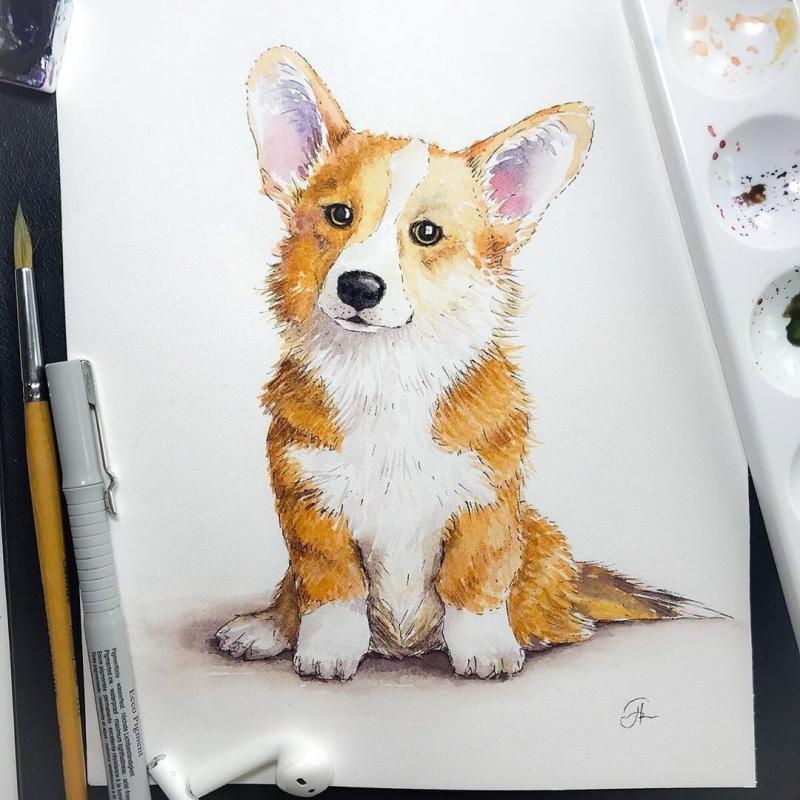 Ноузворк корги