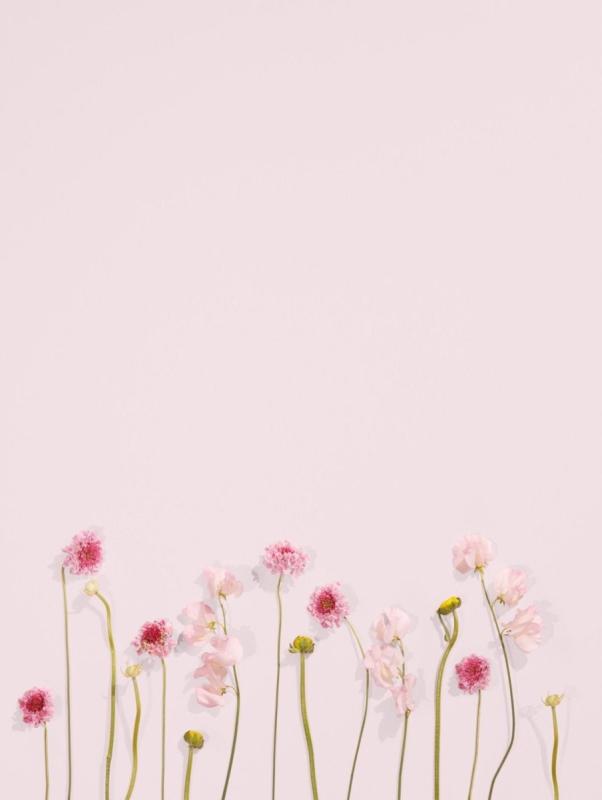 Цветы Минимализм