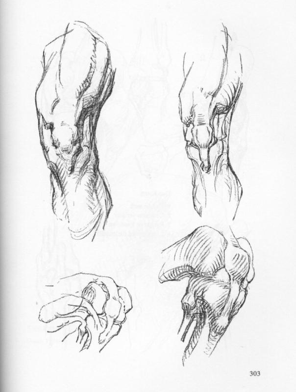 Анатомия Баммес колено