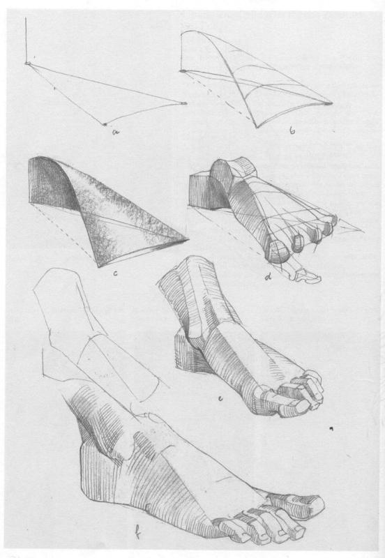 Баммес анатомия человека стопы