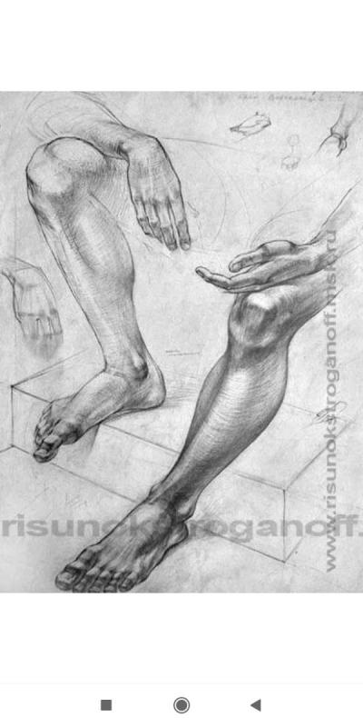 Конструктивный рисунок стопы и голени