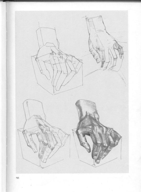 Кисть руки анатомия Баммес