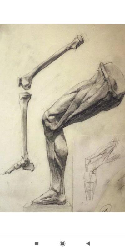 Экорше стопы Академический рисунок