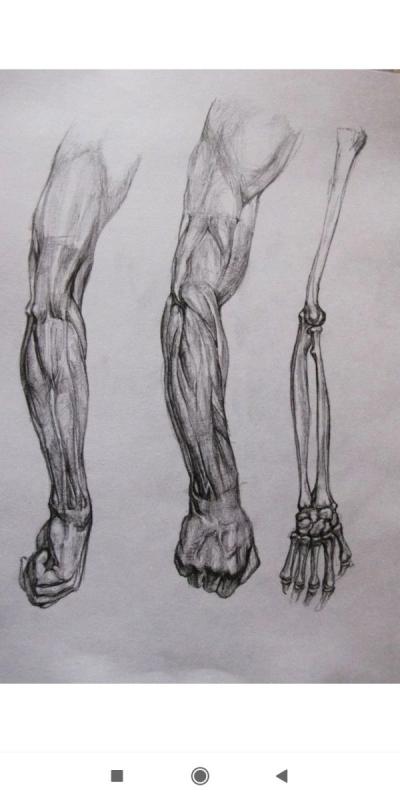 Экорше стопы Академический рисунок