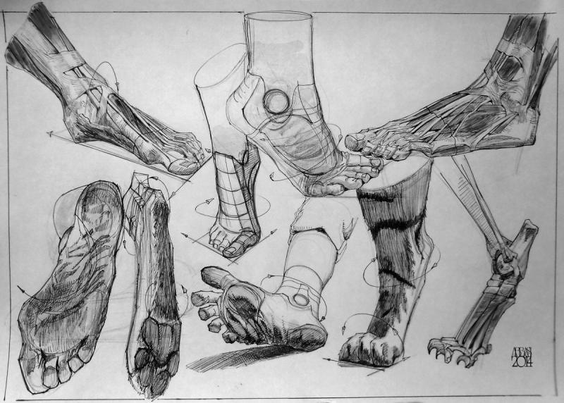 Анатомические зарисовки стопы