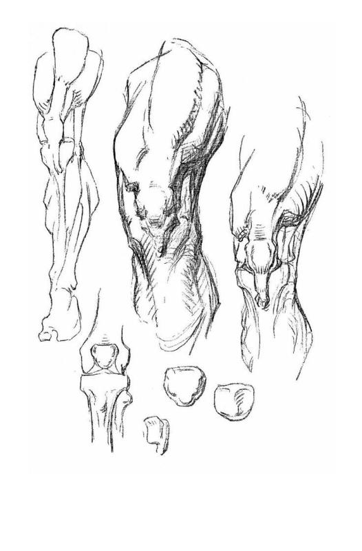 Барчаи анатомия ног