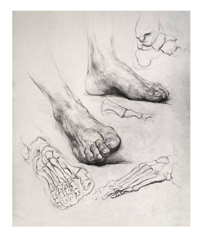 Могилевцев стопы анатомия