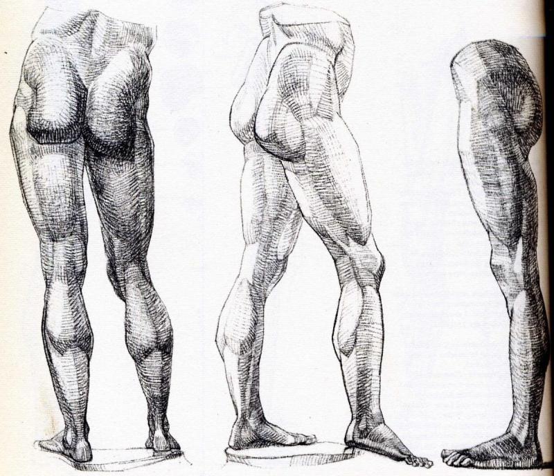 Готфрид Баммес анатомия стопа