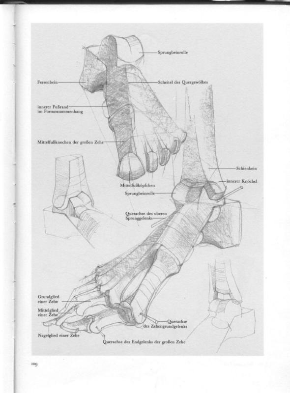 Кости стопы Баммес