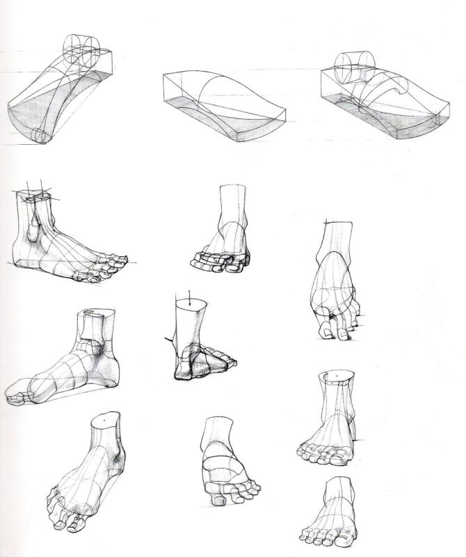 Готфрид Баммес анатомия ступни и ноги