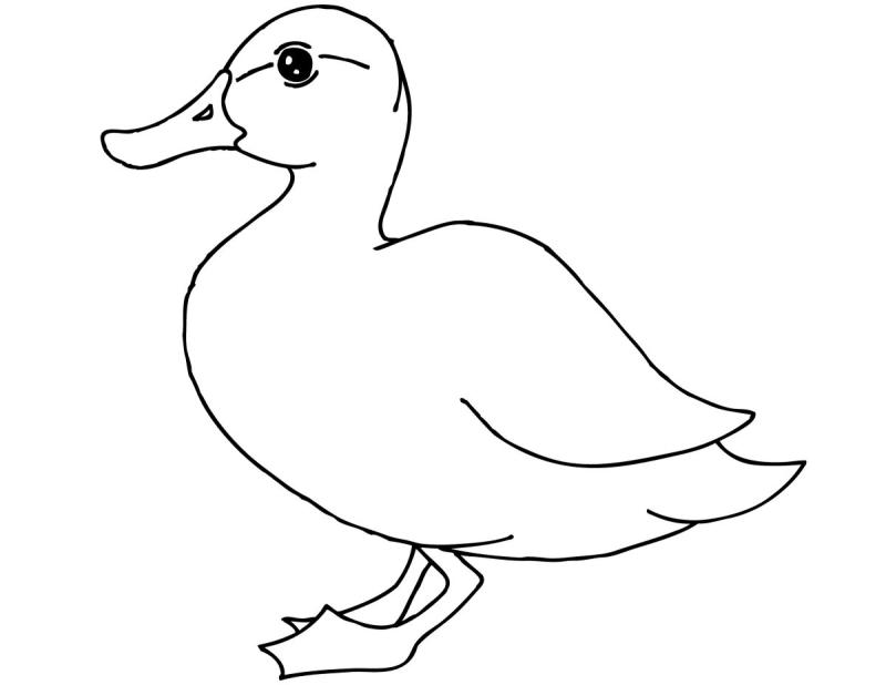 Одежда для уточки раскраска76