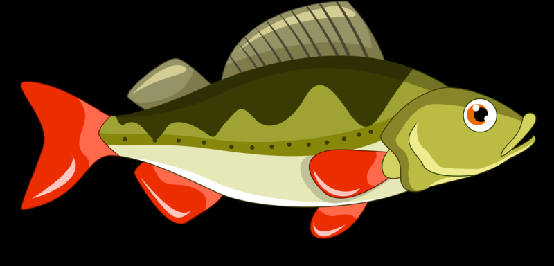 Окунь рисунок