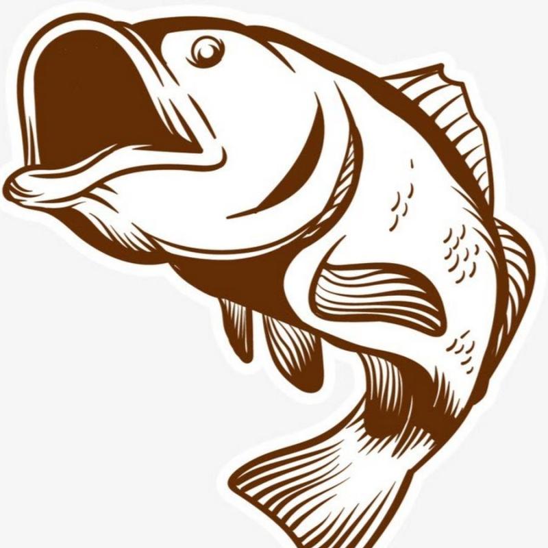 Судак на белом фоне