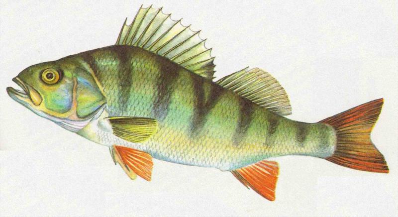 Рыбы цветными карандашами