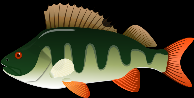 Окунь печать