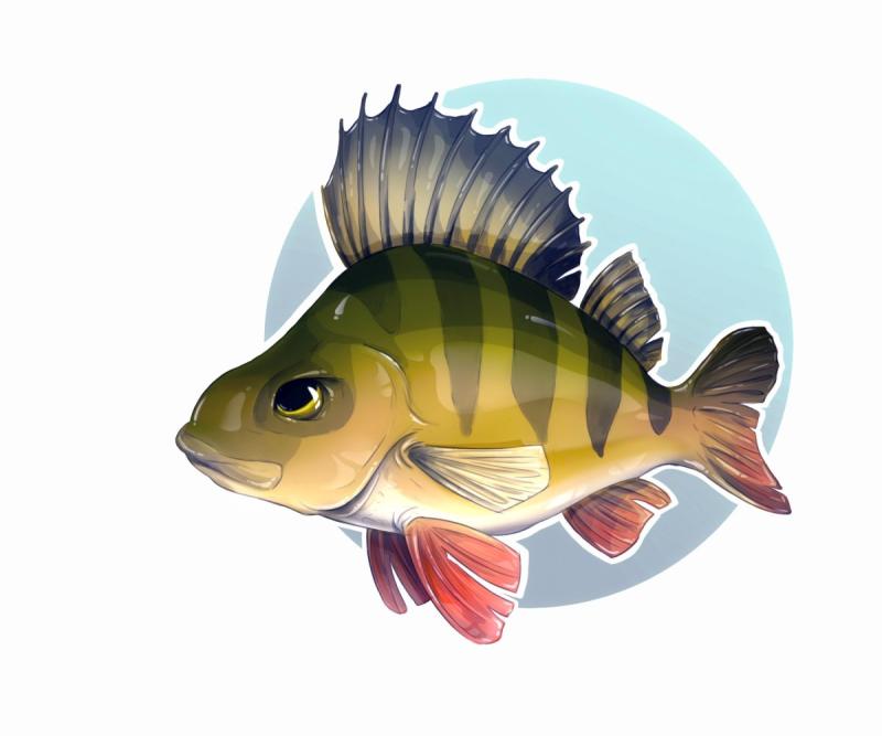 Окунь для детей