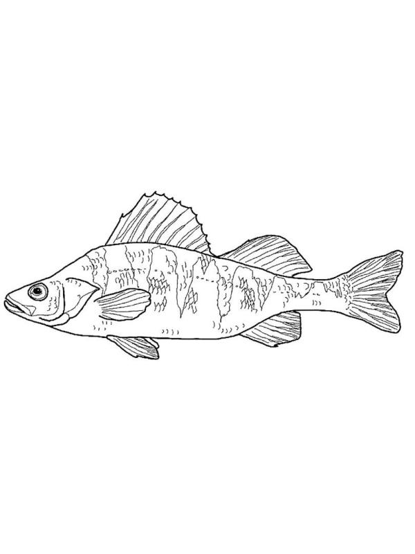 Раскраска рыбы окунь Речной
