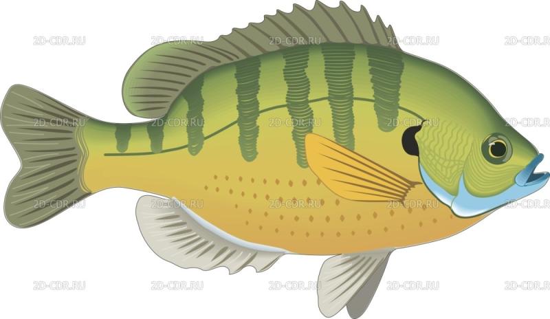 Окунь разукрашка рыба