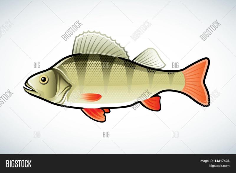 Красноперый окунь