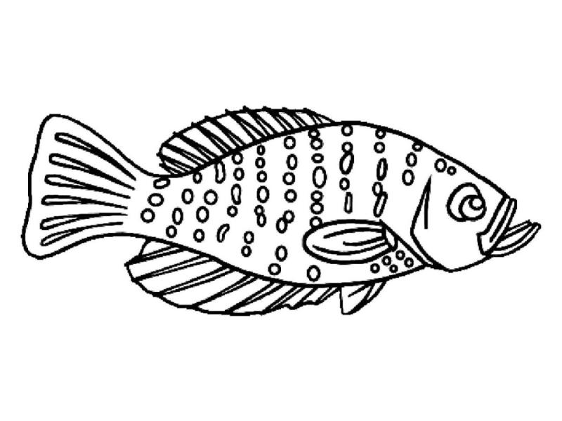 Окунь обыкновенный Речная рыба