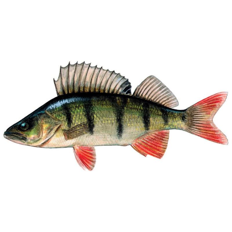 Окунь вектор