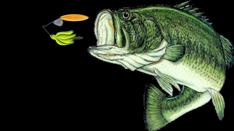 Рыба Судак вектор