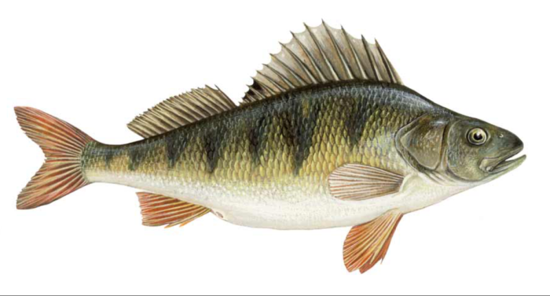 Окунь черно белый