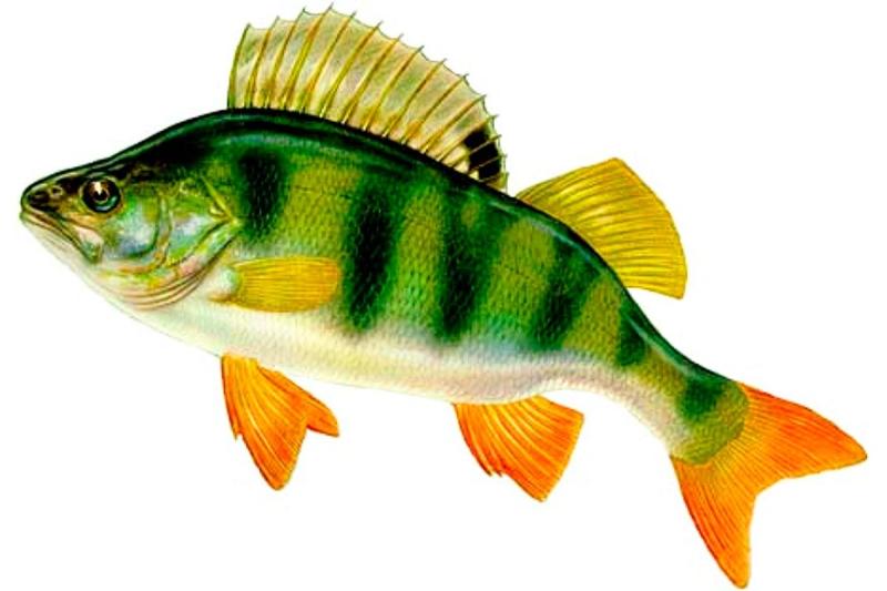 Окунь карикатура