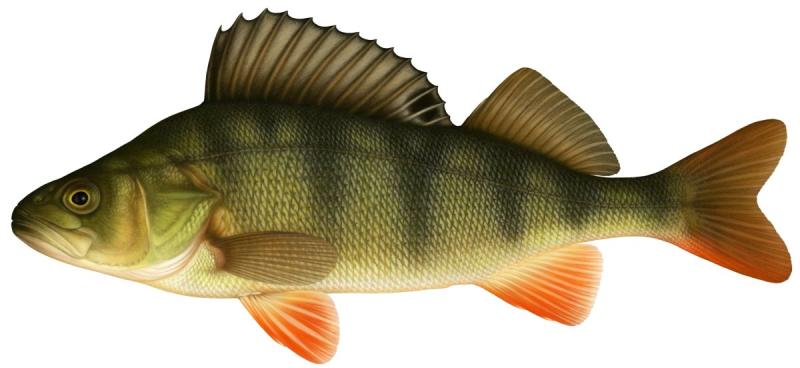Окунь мультяшный