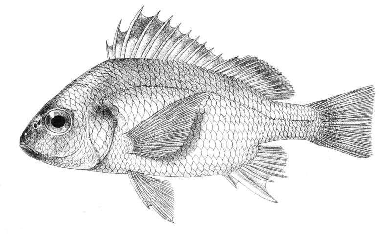 Окунь раскраска для детей