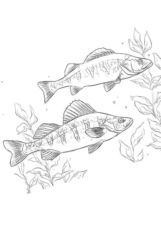 Окунь эскиз тату