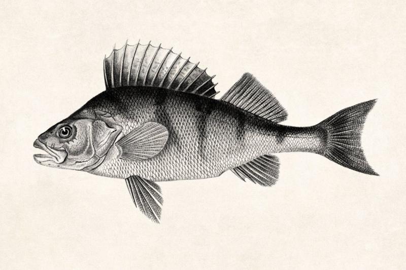 Окунь сказочный