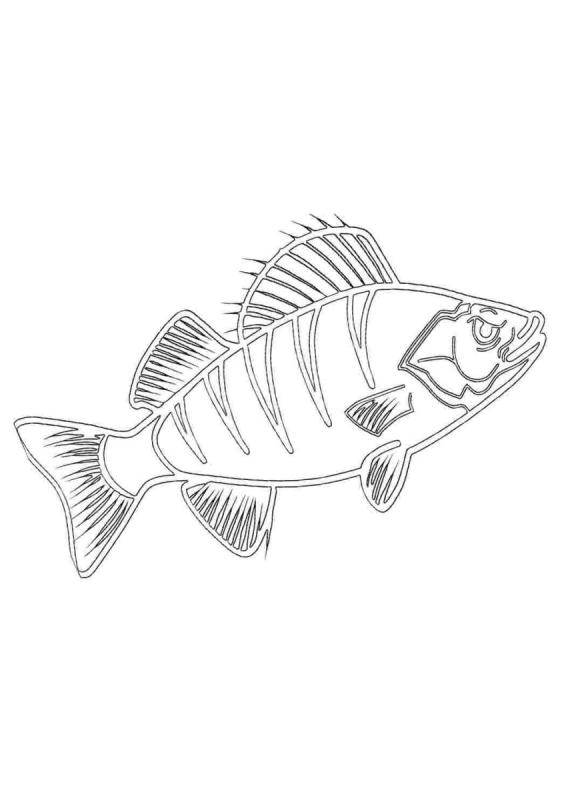 Семейства окуневых (окунь, Судак, Ерш и др.),