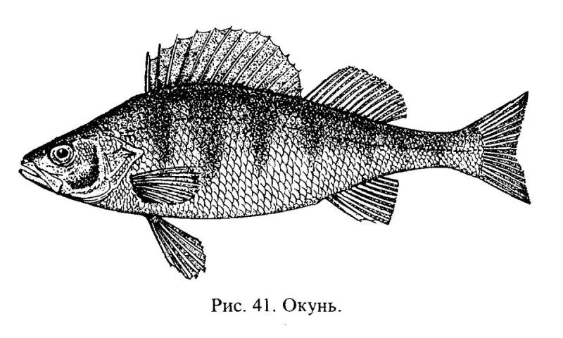 Окунь для детей