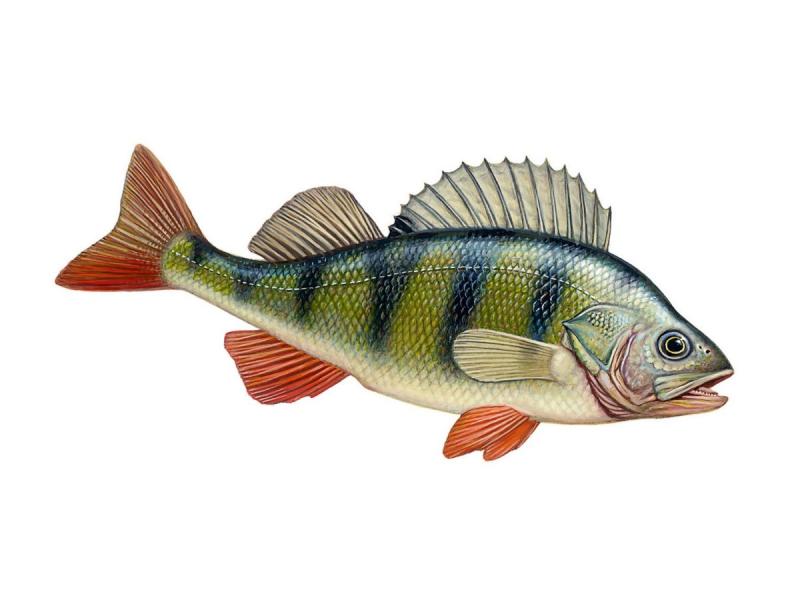 Окунь векторный рисунок