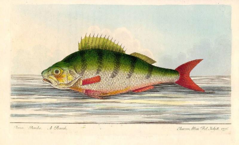 Окунь рисунок для детей70