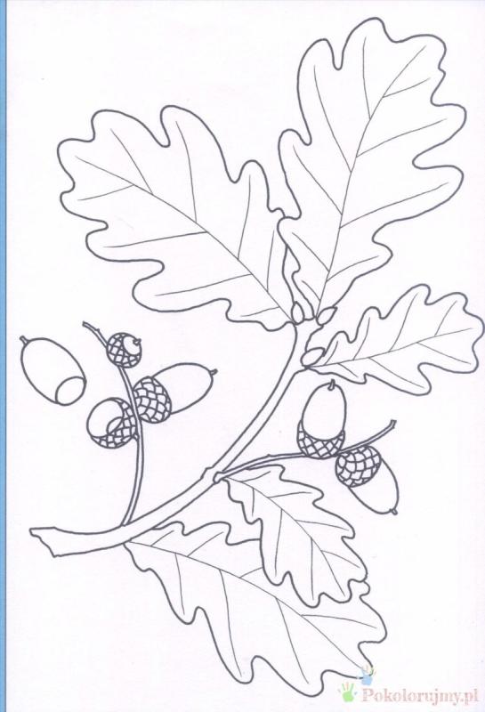 Осенние листья черно белые картинки