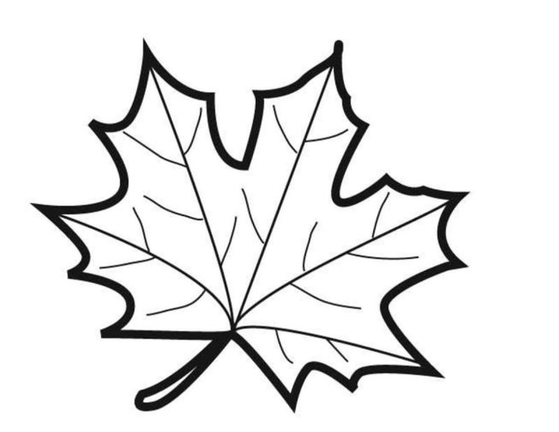 Контур осенних листьев
