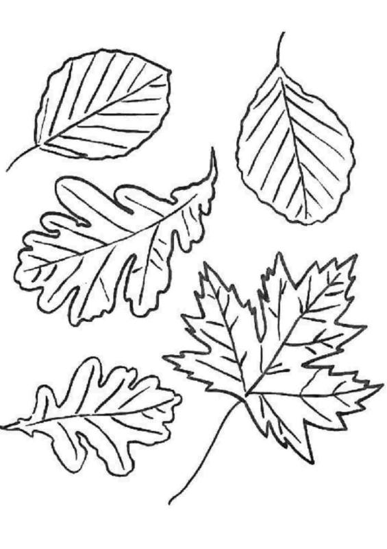 Дубовый лист раскраска