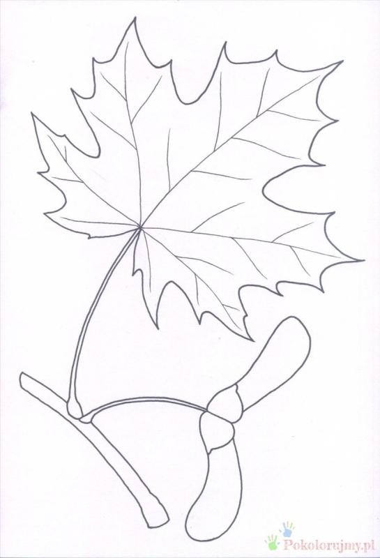 Маленькие листики деревьев