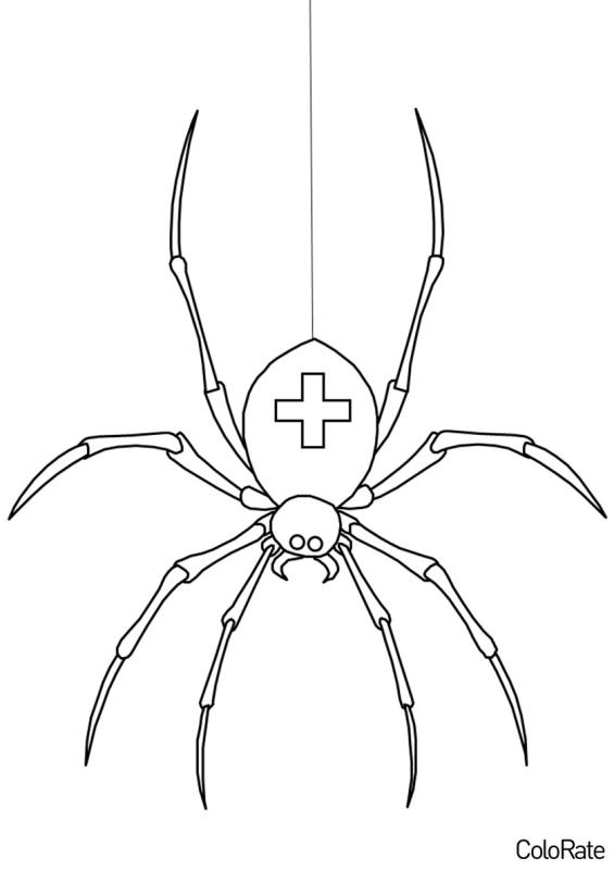 Паук на паутине раскраска