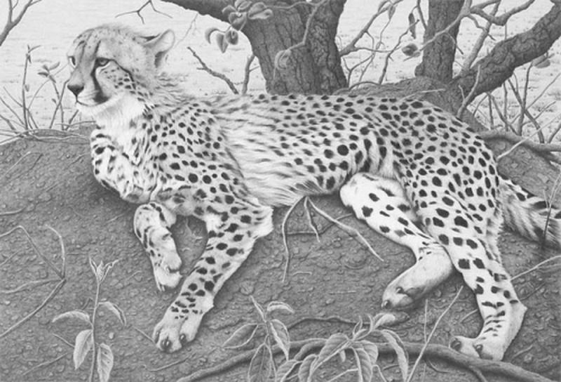 Дальневосточный леопард