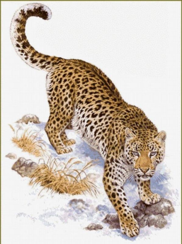 Переднеазиатский леопард