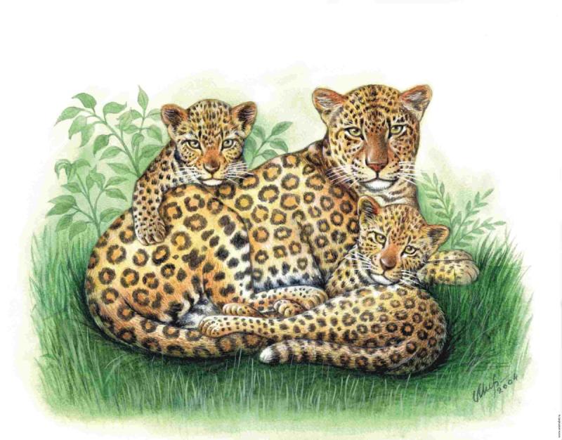 Леопард рисунок