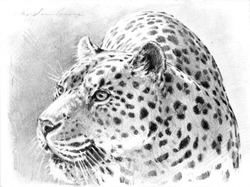 Снежный Барс сбоку вектор