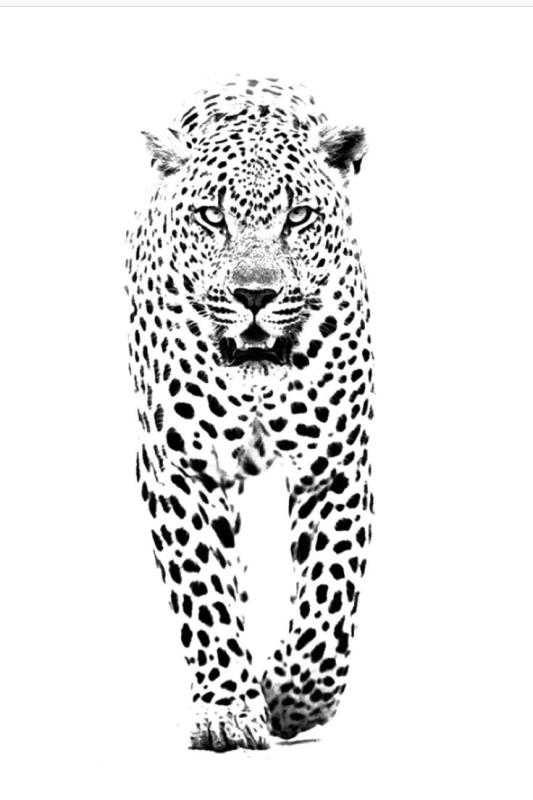 Гепард контур