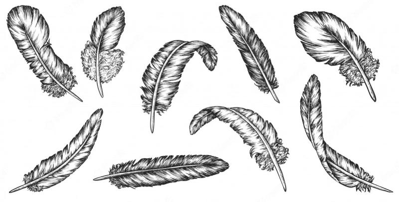 Как нарисовать перо птицы