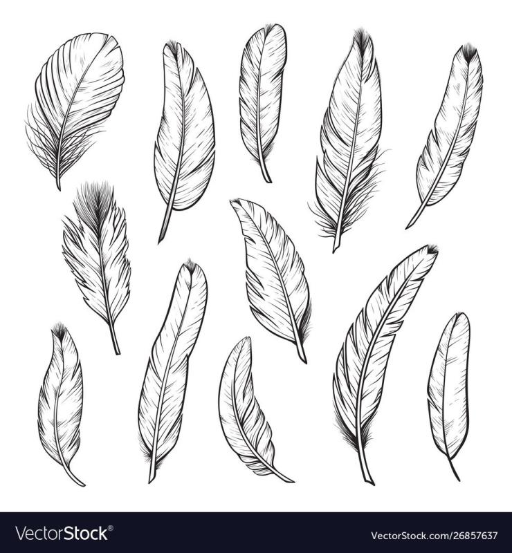 Перья технический рисунок