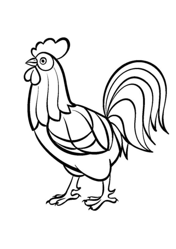 Раскраска птицы петух