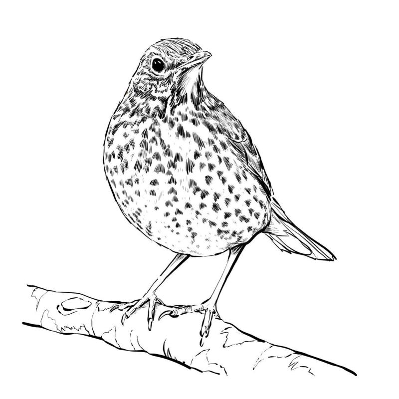 Дрозд раскраска для детей